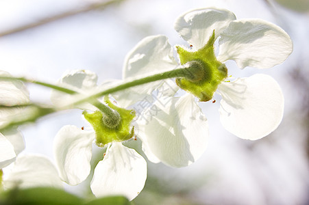 苹果树开花蓝色花瓣季节植物群白色绿色粉色晴天图片