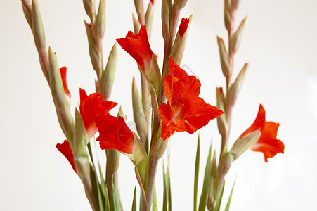 红色格拉迪奥卢斯 Gladiolus鲜花植物花束花园美丽花瓣图案花卉区系白色图片