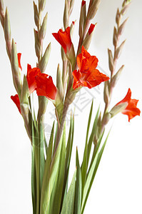 红色格拉迪奥卢斯 Gladiolus鲜花花卉图案区系植物花瓣花束宏观白色美丽图片