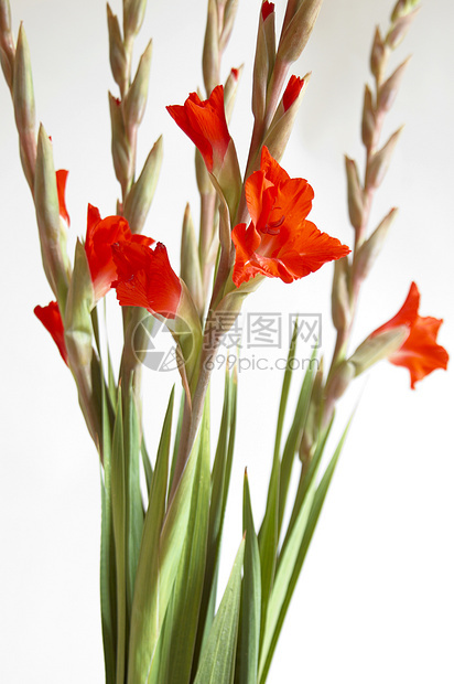 红色格拉迪奥卢斯 Gladiolus鲜花花卉图案区系植物花瓣花束宏观白色美丽图片