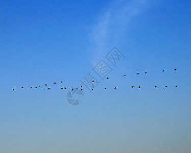 锁定野生动物簇绒天空鸭子蓝色背景图片