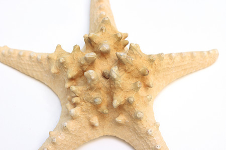 海星白色橙子生物海滩热带海洋星星脊椎动物黄色图片
