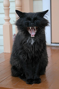 宠物动物黑猫獠牙犬齿图片