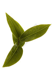 清茶叶特写草本植物饮食农业时间绿色宏观树叶植物叶子图片