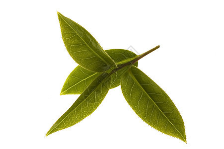 清茶叶农业饮食叶子草本植物烹饪绿色镜头植物时间宏观图片