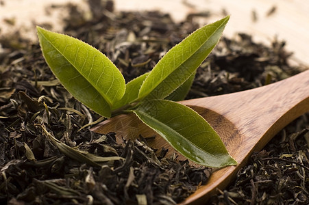 茶勺子草本植物叶子绿色植物树叶宏观背景图片