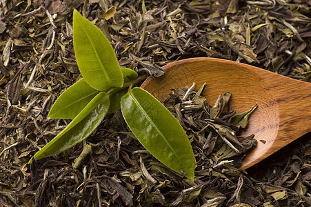 茶绿色树叶勺子植物草本植物宏观叶子图片