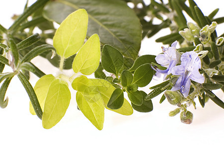 新鲜草药香气芳香土壤迷迭香食物维生素植物香料香味药品图片