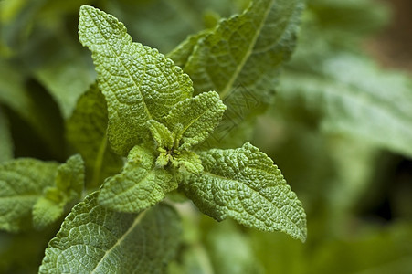 种植草药百里香食物香料宏观园艺智者药品草本植物生活方式植物学图片