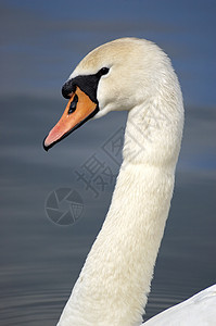 天鹅白色白天鹅池塘野生动物鸟类亮色图片