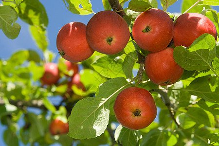 在树上提取红苹果苹果树饮食水果食物营养生活美食天空树叶皮肤图片