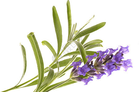 氯氟化物紫色医疗保健香味花瓣香薰花朵医学药品草药图片
