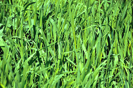 绿绿草花瓣黄色季节性花园场地乡村天空季节公园晴天图片