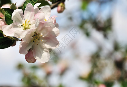 春季背景植被花瓣生长花园白色农业植物群季节园艺果园图片