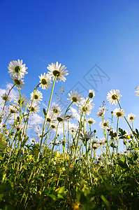 蓝天空下花朵的菊花草地天空花瓣花朵蓝色季节场地风景地平线太阳图片