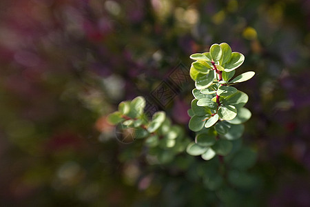 透视效果彩虹色斑点颜色公园红色摄影黄色绿色花园树叶背景图片