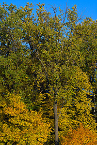在公园的秋天叶子花园绿色黄色天空季节蓝色木头图片