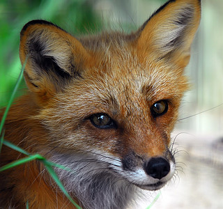 红狐狸哺乳动物毛皮捕食者荒野野生动物眼睛小狗动物打猎图片