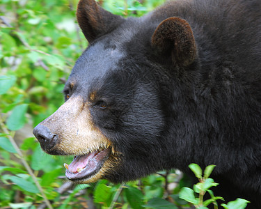 黑熊动物园野生动物动物毛皮哺乳动物棕色荒野太阳危险爪子图片