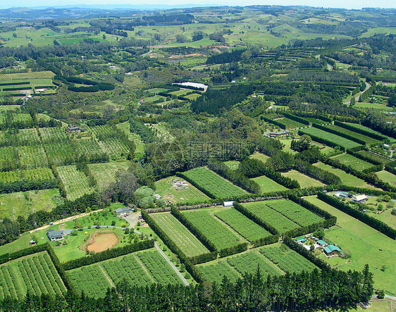 新西兰 北区 Vineyards和农村农场的空中观察图片