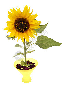向日葵圆形花艺水果叶子花瓶植物黄色玻璃花园背景图片