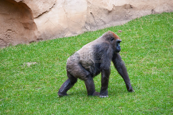 银背大猩猩土地男性动物灵长类黑色绿色棕色野生动物动物园岩石图片
