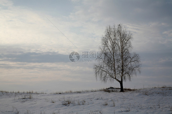 冬季风景 有独树和鸟图片