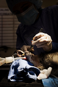 兽医牙医诊所犬类外科乐器麻醉手术牙科宠物医疗医院图片