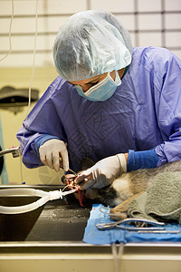 兽医牙医医疗动物麻醉乐器医院宠物诊所哺乳动物手术外科背景图片