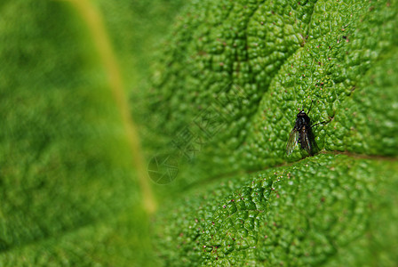 飞叶子动物野生动物植物昆虫植物学翅膀宏观绿色漏洞图片