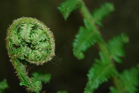 费尔植被绿色叶子环境植物植物群图片