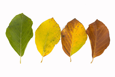 秋天不同颜色的白叶绿色收藏季节橙子红色树叶季节性宏观叶子棕色图片