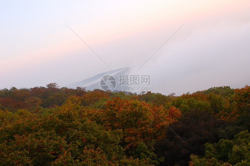 福吉Hazy森林绿色荒野粉色太阳天空植物群风景木头白色棕色图片