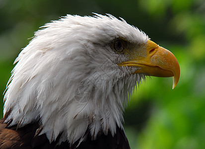 秃鹰野生动物翅膀羽毛飞行力量自由白色动物黄色猎人图片