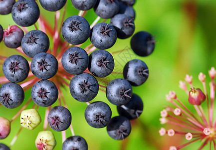 假蓝莓浆果小吃健康红色水果美食绿色饮食甜点营养图片
