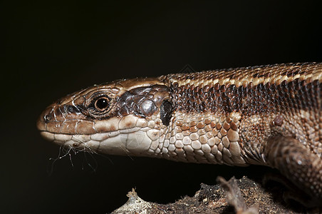 蜥蜴头动物眼睛宏观爬行者爬行动物背景图片