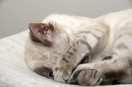 睡觉的小猫动物小憩宠物休息猫咪猫科毛皮白色哺乳动物品种图片