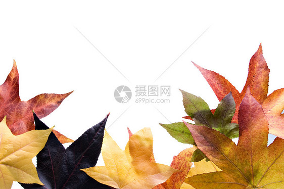 秋天的落叶工作室绿色边界白色金子季节性植物季节树叶叶子图片