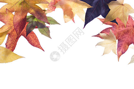 秋天的落叶工作室黄色环境白色季节植物绿色金子红色边界图片