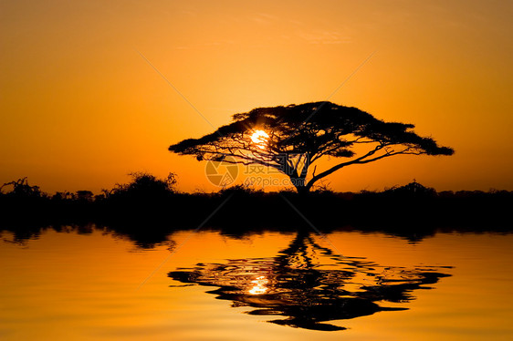 日出时的Acacia树灌木丛风景旅行旅游背光荒野太阳植物日落图片