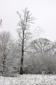 树上有雪天空公园树梢季节乡村图片