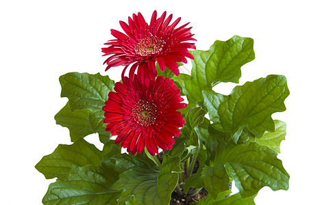 黛西礼物区系美丽生日图案花园叶子宏观红色鲜花图片