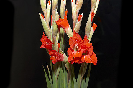 红色格拉迪奥卢斯 Gladiolus花束区系植物叶子花卉黑色白色图案美丽宏观图片