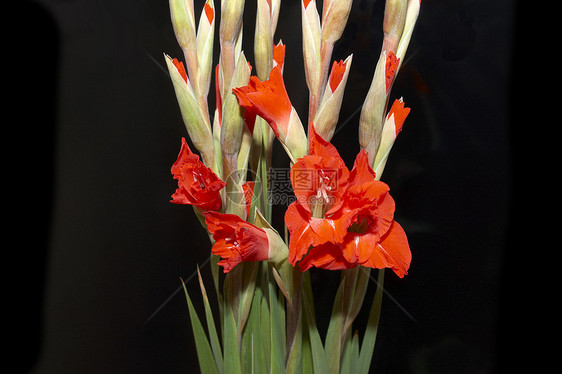 红色格拉迪奥卢斯 Gladiolus花束区系植物叶子花卉黑色白色图案美丽宏观图片