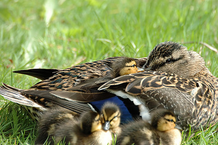 美华达鸭子家庭动物群小鸭子母亲孩子们野生动物图片