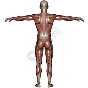 男性3D肌肉身体手臂躯干运动图片
