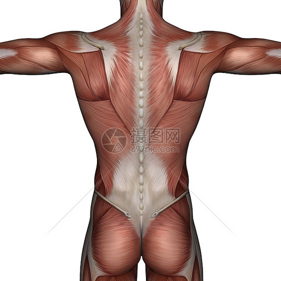 男性3D肌肉运动手臂身体躯干图片