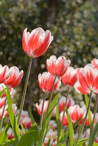 图利页季节公园植物生长明信片郁金香植物学花园花店叶子图片