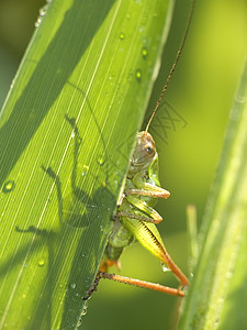 板球野生动物绿色动物昆虫鳞翅目宏观图片