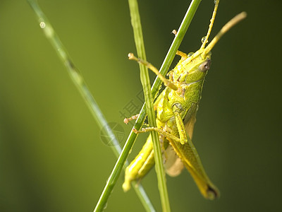 板球昆虫绿色野生动物鳞翅目动物宏观图片